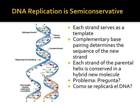 semiconservative replication refers to.